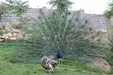 دستگیری عامل تیراندازی در