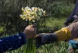برداشت نرگس در گلستان