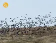 پرندگان مهاجر مهمانان بهاری نیشابور