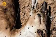 طاعون نشخوارکنندگان در ایران چقدر جدی است؟/ خطری دام‌های اهلی را تهدید نمی‌کند