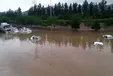 ببینید| غرق شدن یک گله گوسفند در سیل مشهد