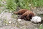 مرگ یک قلاده خرس قهوه‌ای بر اثر اصابت گلوله در مناطق آزاد دنا