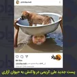 پست جدید علی کریمی در واکنش به حیوان آزاری