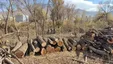 مدیران یکی از مجموعه‌های ستاد اجرایی، ۶۰ اصله درخت را در بوستان اقاقیا قطع یا از ریشه در آورد!