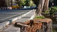 ماجرای نگران کننده قطع درختان خیابان ولیعصر