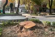 درآمد میلیاردی شهرداری از درخت کُشی