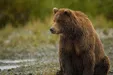 احوالپرسی یک محیط بان با خرس با لهجه مازندرانی +فیلم