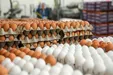 قیمت تخم مرغ بسته بندی در بازار چند؟