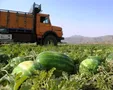 اعتصاب کامیون‌دارها قیمت هندوانه را افزایش داد/ کشاورز متضرر اصلی اعتصاب حمل بار