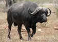 حمله بوفالو به مردی در یک رستوران +فیلم