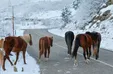 پرسه اسب‌ها در طبیعت مازندران