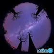 زیبایی بی نظیر درخت بائوباب + عکس