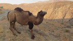 عکس| آخرین کاروان شترها در تهران؛ سال ۱۳۸۰