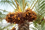 تصاویر برداشت خرما (مخ بُرون) در بوشهر