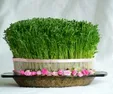 آموزش سبز کردن سبزه عید